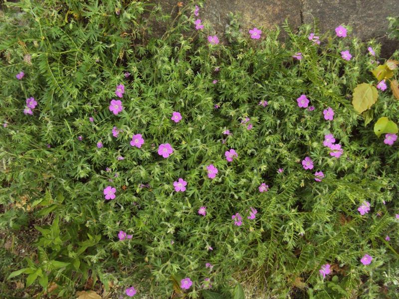 Dal trentino - Geranium sanguineum